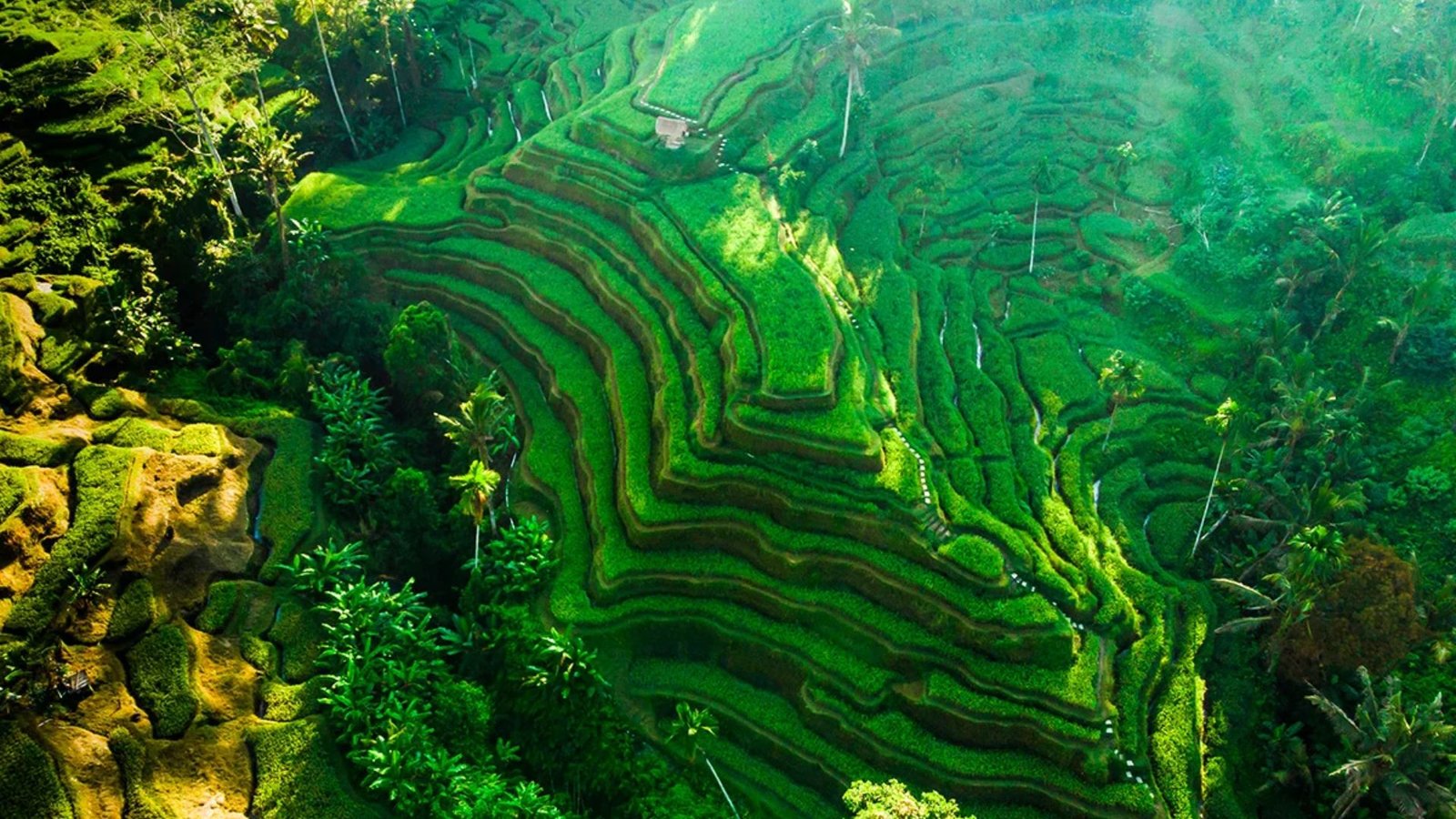 The Enchanting Forest Ubud: 15 Rich Experiences in Nature & Culture