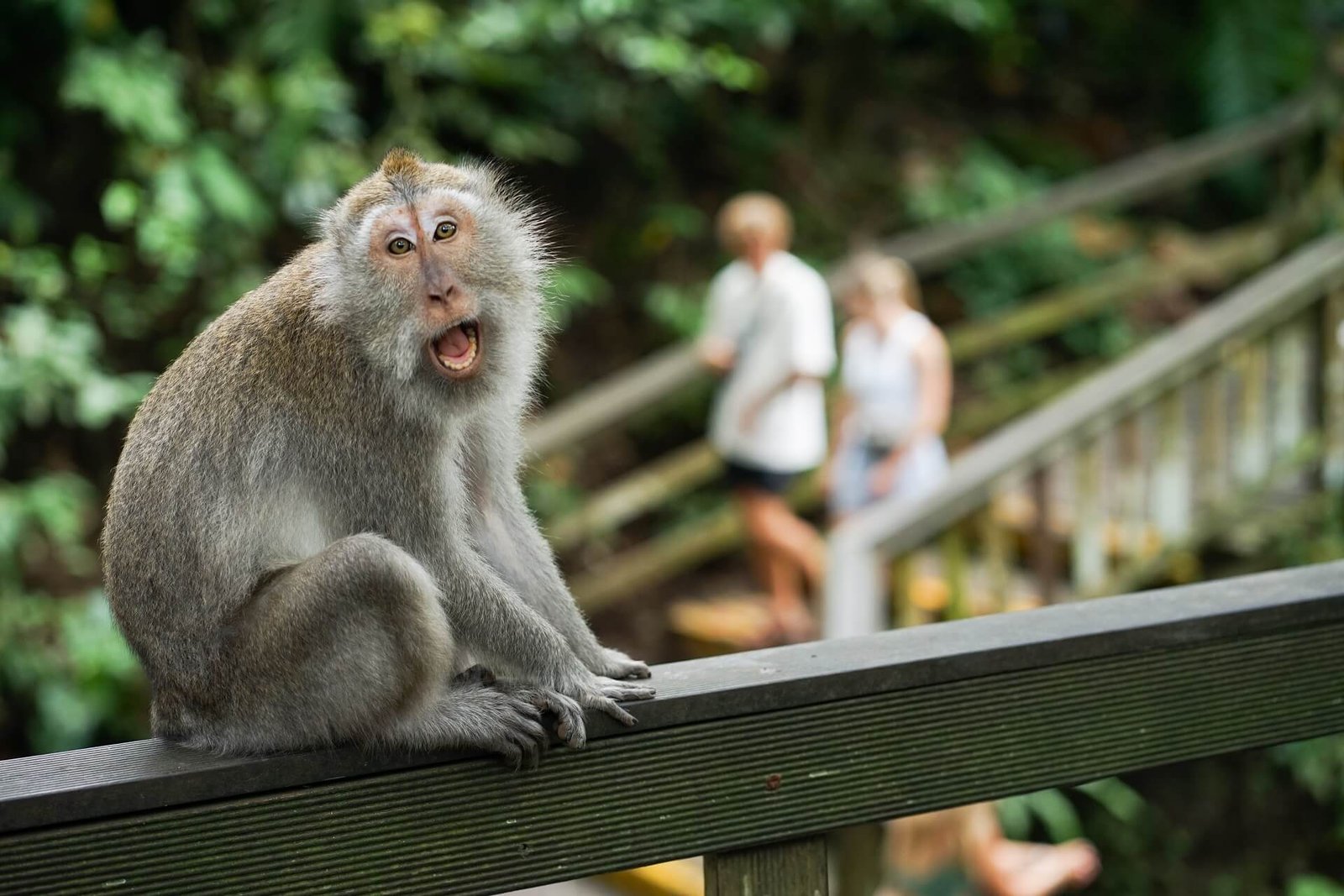 7 Must Do in Ubud: Unforgettable Experiences on the Island of the Gods