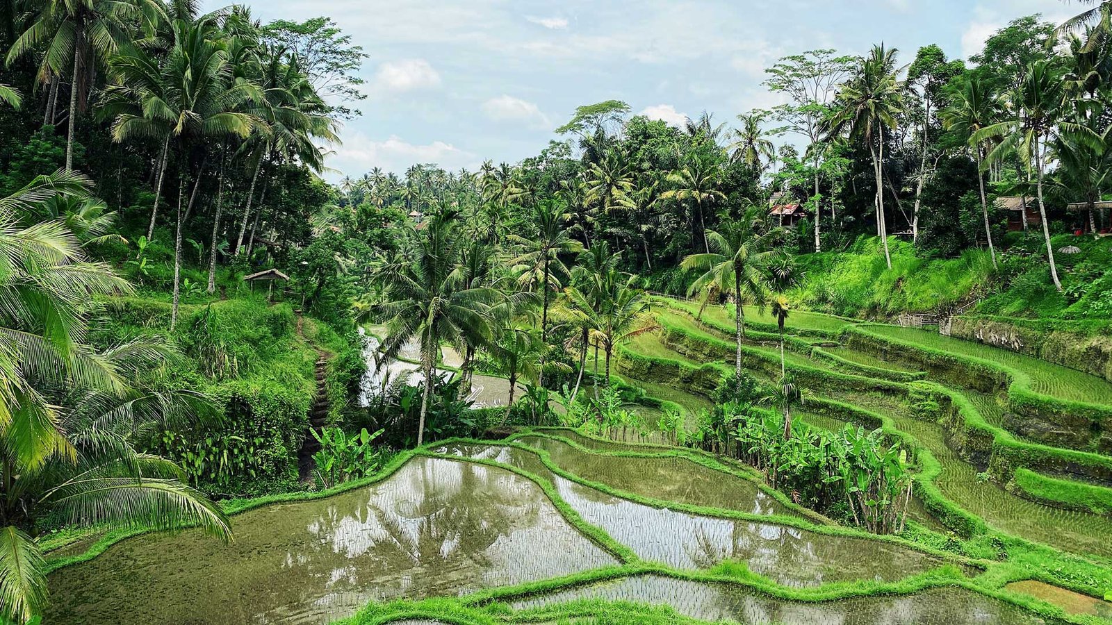 13 Reasons Why Ubud Is Famous Around the World: A Journey Through Bali’s Cultural Heart