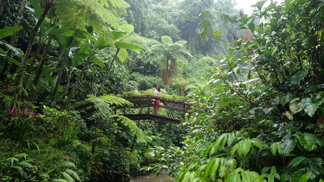 Nature wellbeing rainforest Ubud Bali wellness experience