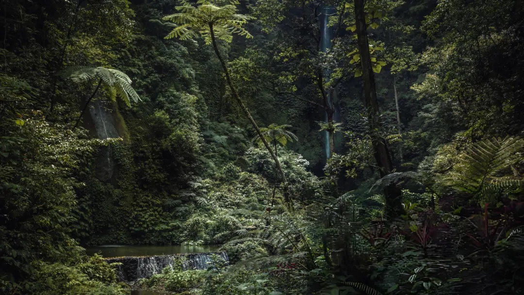 Rainforest wellness experience Ubud Bali nature immersion