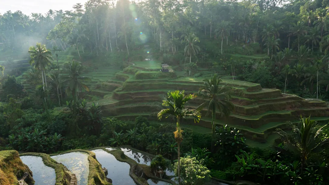 Ubud rice terraces rainforest luxury destination Bali